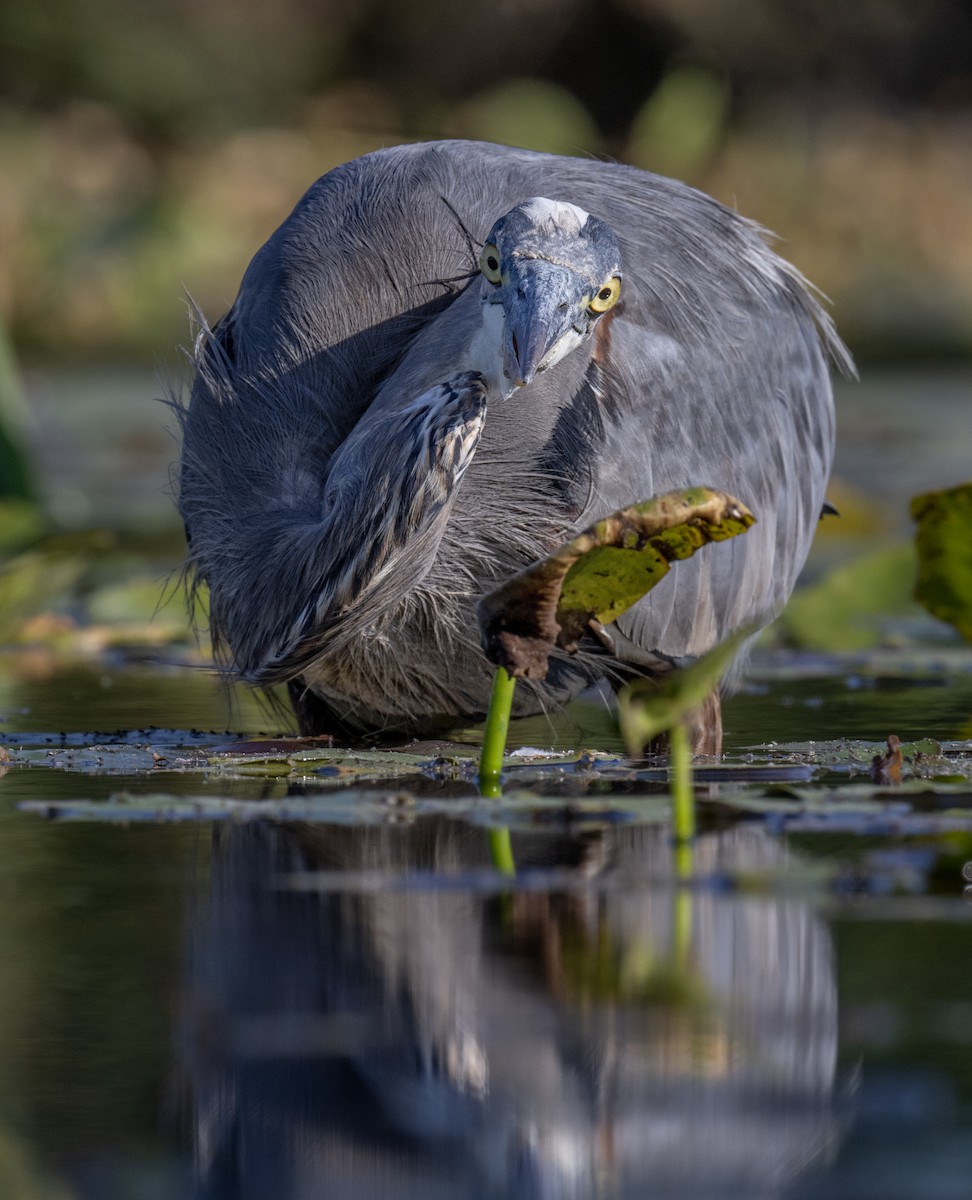 Great Blue Heron - ML642184698
