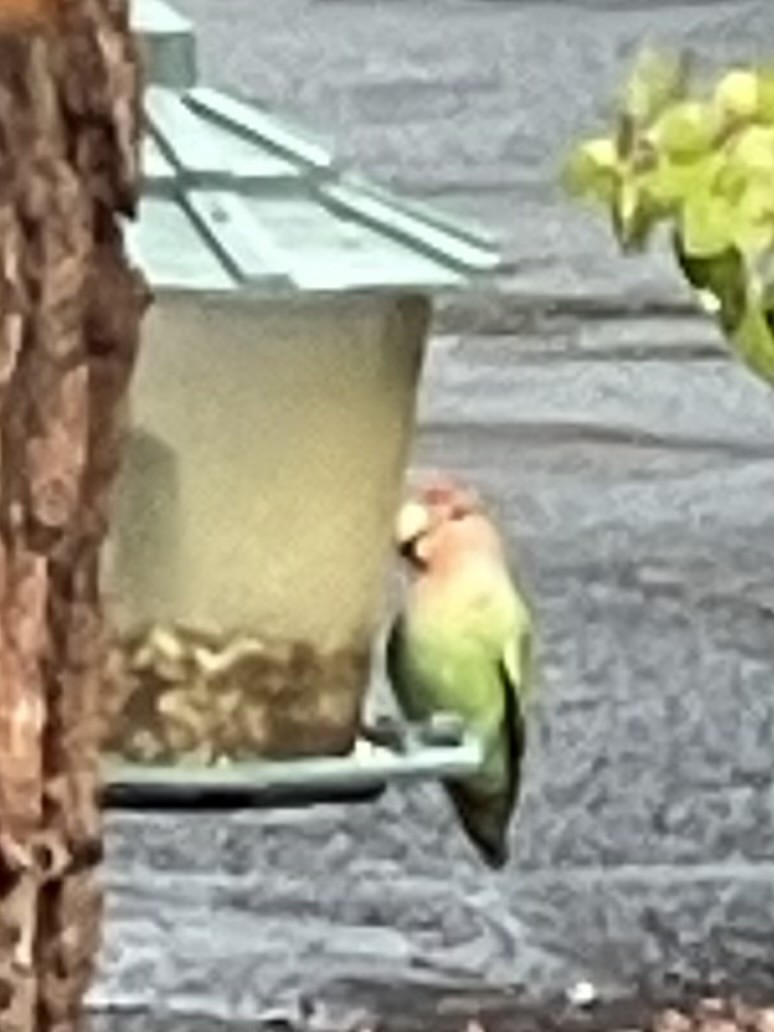 Rosy-faced Lovebird - ML642184726