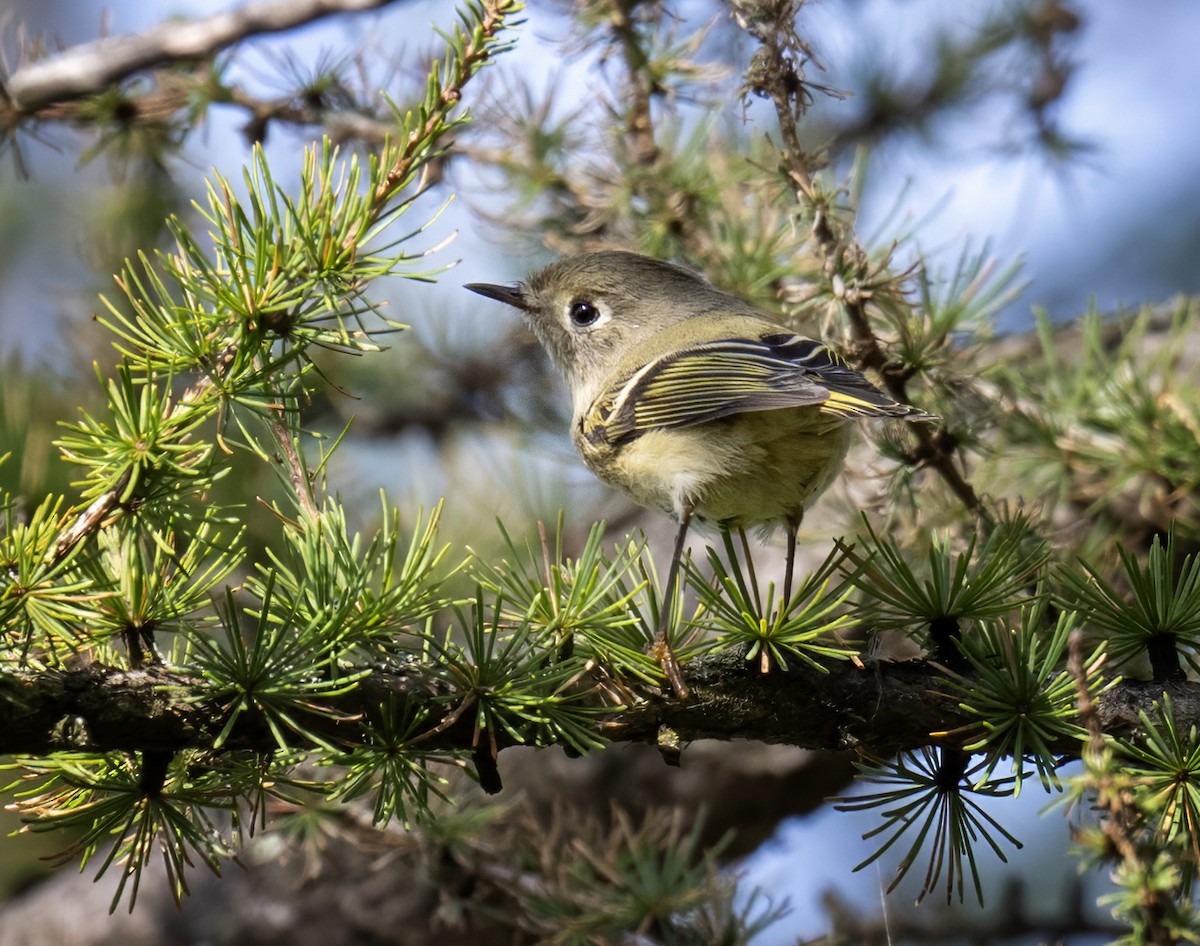 Ruby-crowned Kinglet - ML642184738