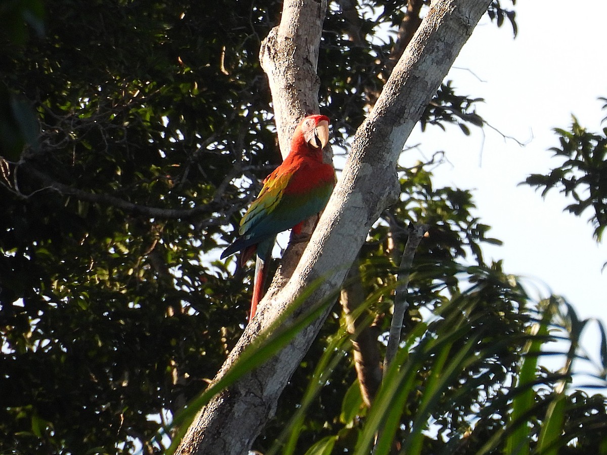 Red-and-green Macaw - ML642184762