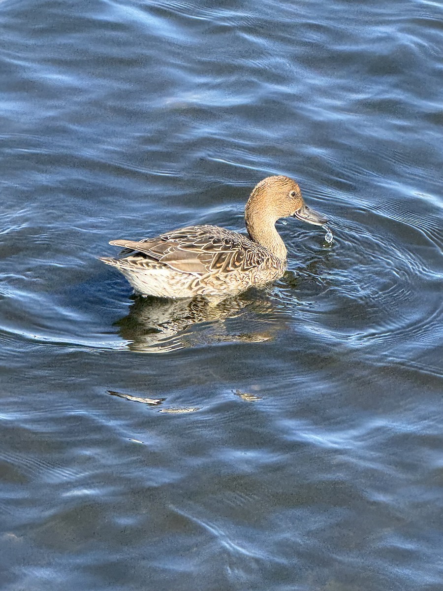 Northern Pintail - ML642184774