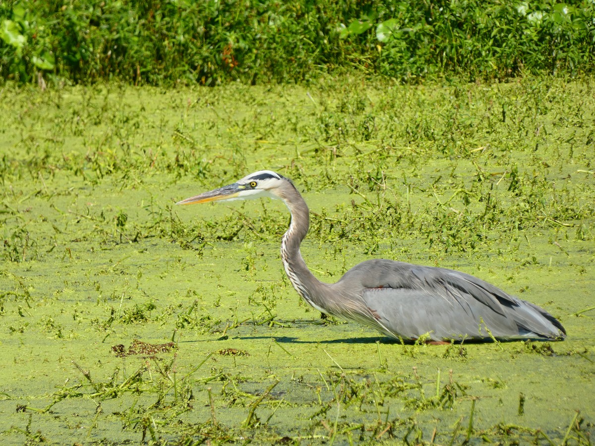 Great Blue Heron (Great Blue) - ML642184783