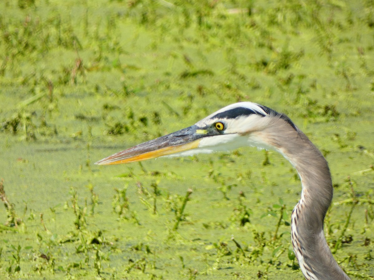 Great Blue Heron (Great Blue) - ML642184784