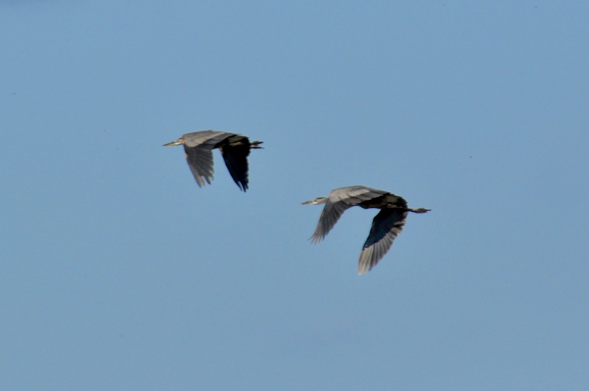Great Blue Heron - ML642184822