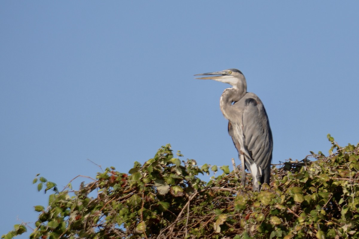 Great Blue Heron - ML642184823