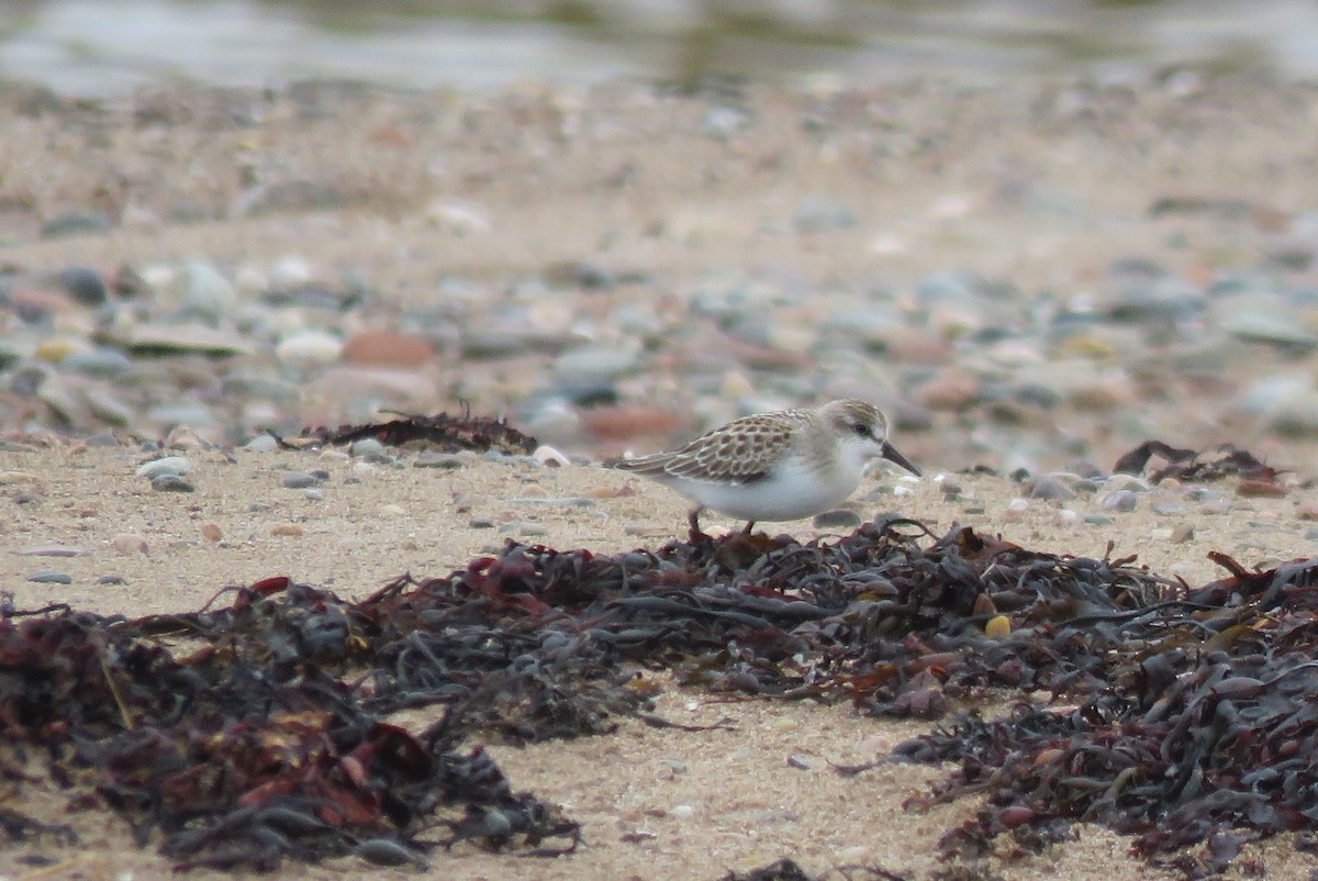 Semipalmated Sandpiper - ML642184830