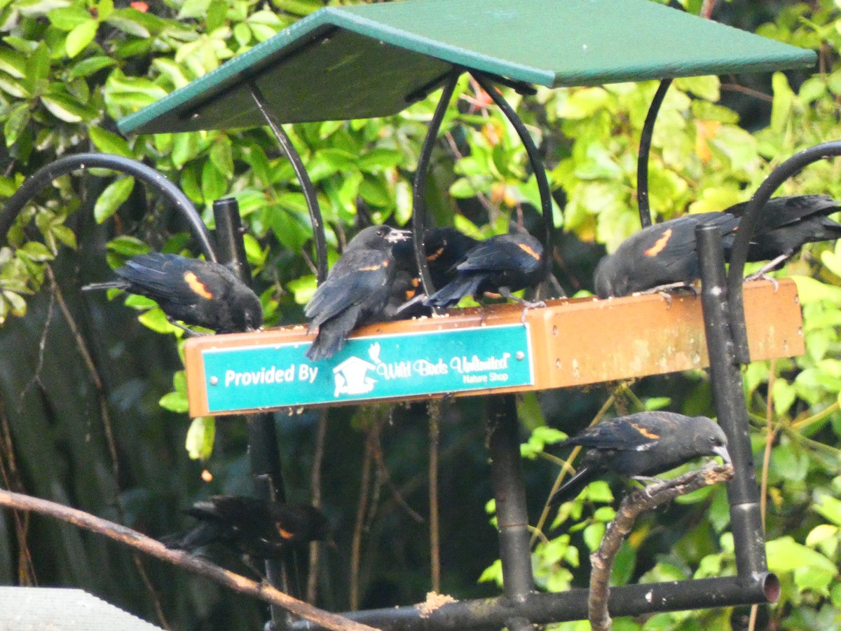 Red-winged Blackbird (Red-winged) - ML642184835
