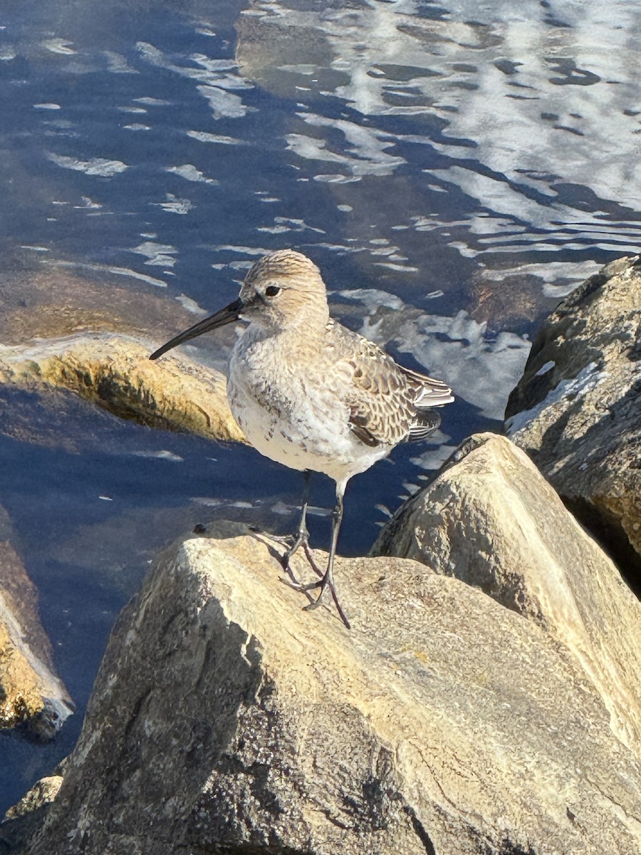 Dunlin - ML642184839