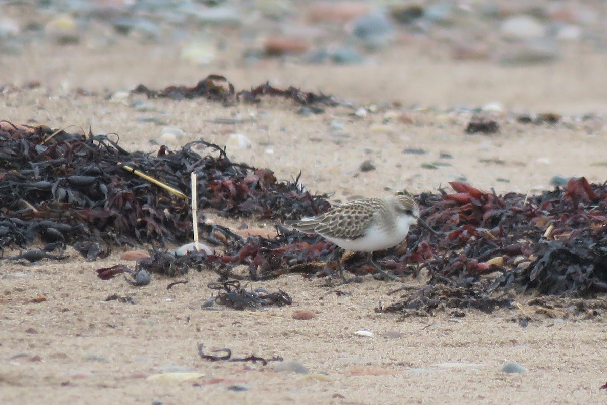 Semipalmated Sandpiper - ML642184853