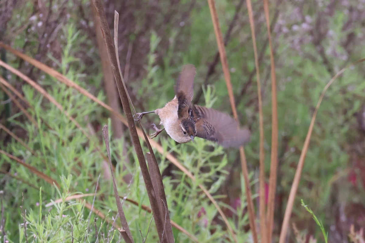 Marsh Wren - ML642184861