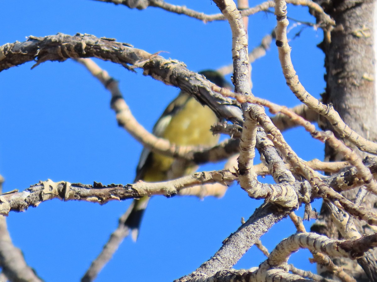 Evening Grosbeak - ML642184875