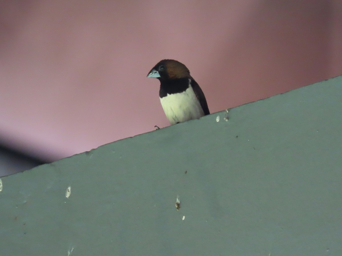 Javan Munia - ML642184877