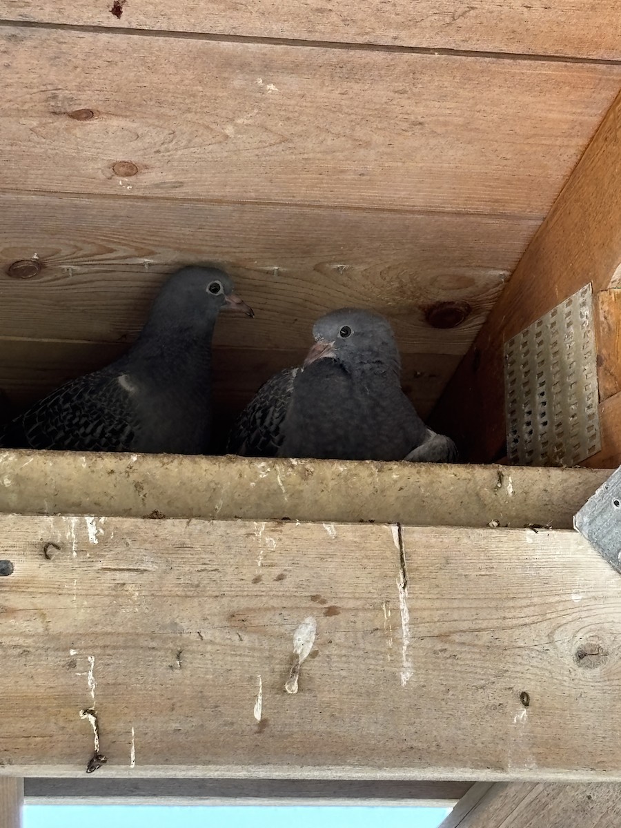 Rock Pigeon (Feral Pigeon) - ML642184882