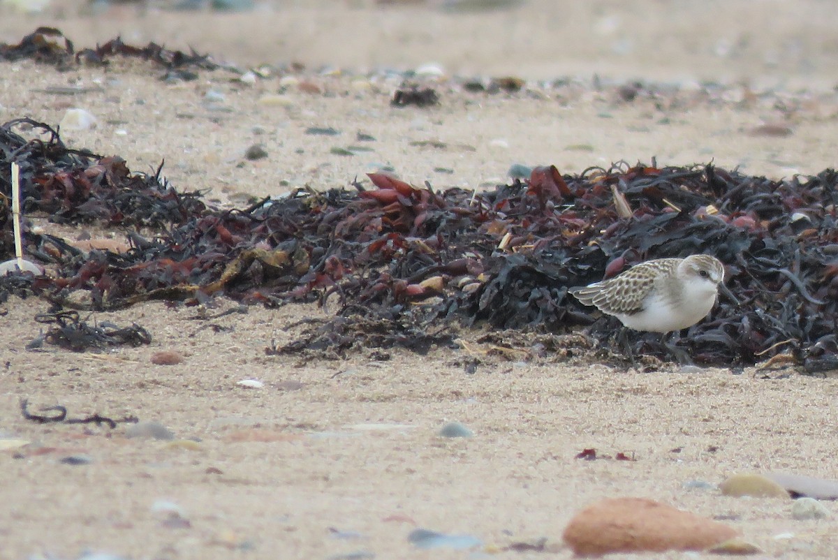 Semipalmated Sandpiper - ML642184936