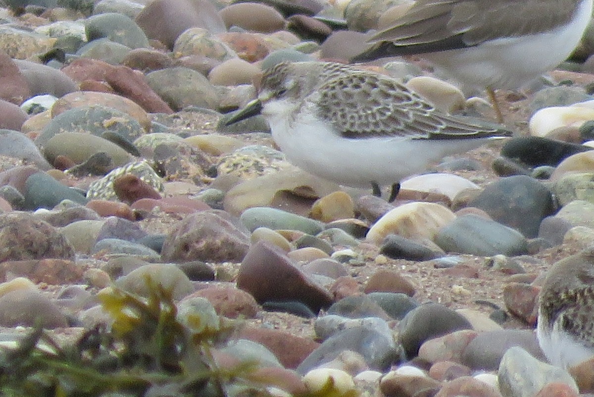 Semipalmated Sandpiper - ML642184963