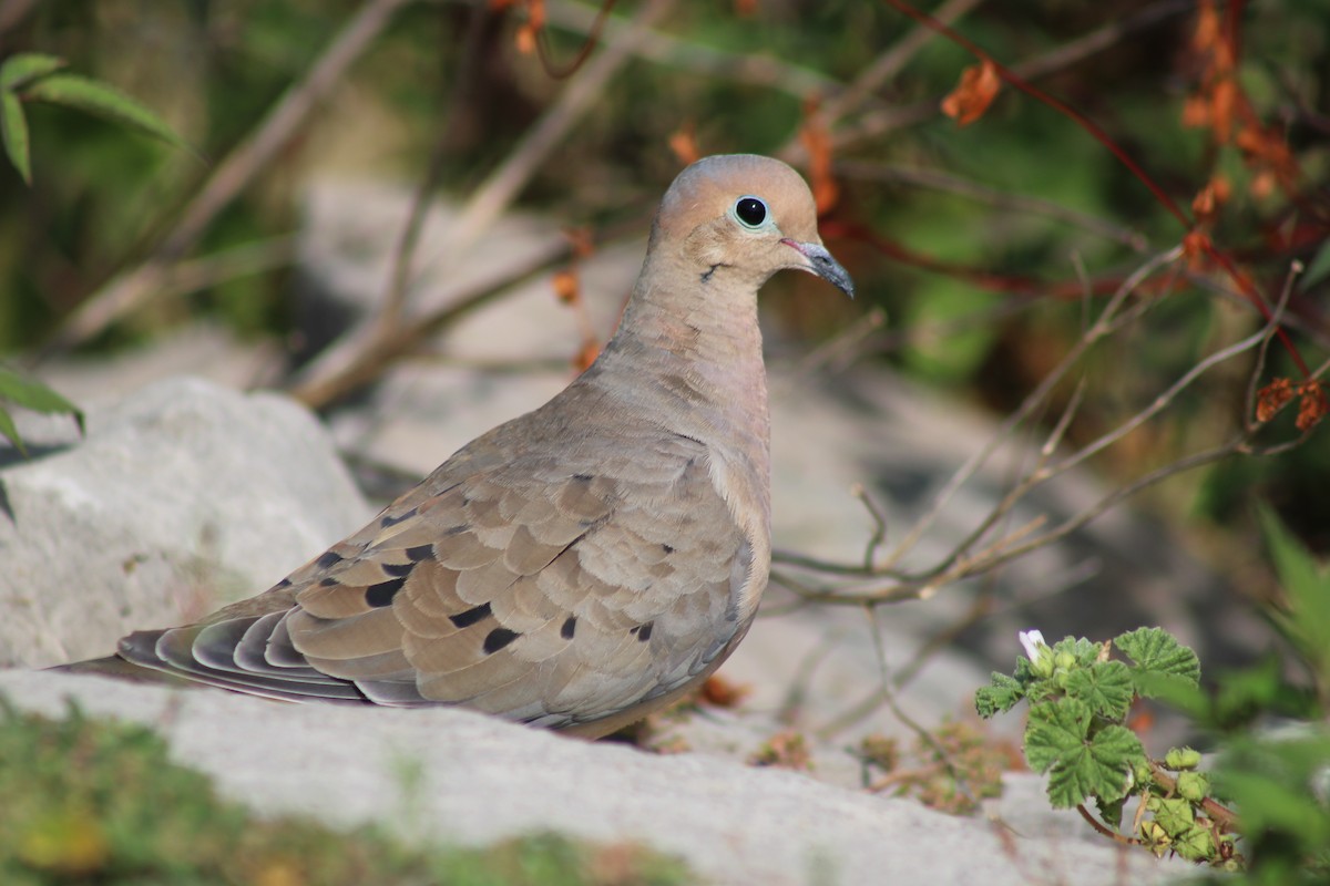 Mourning Dove - ML642184987