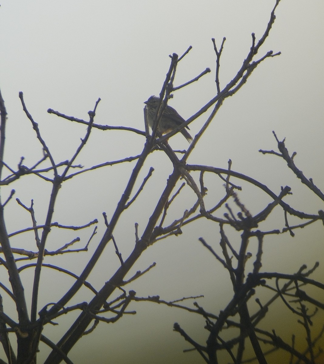 Ash-breasted Sierra Finch - ML642184988