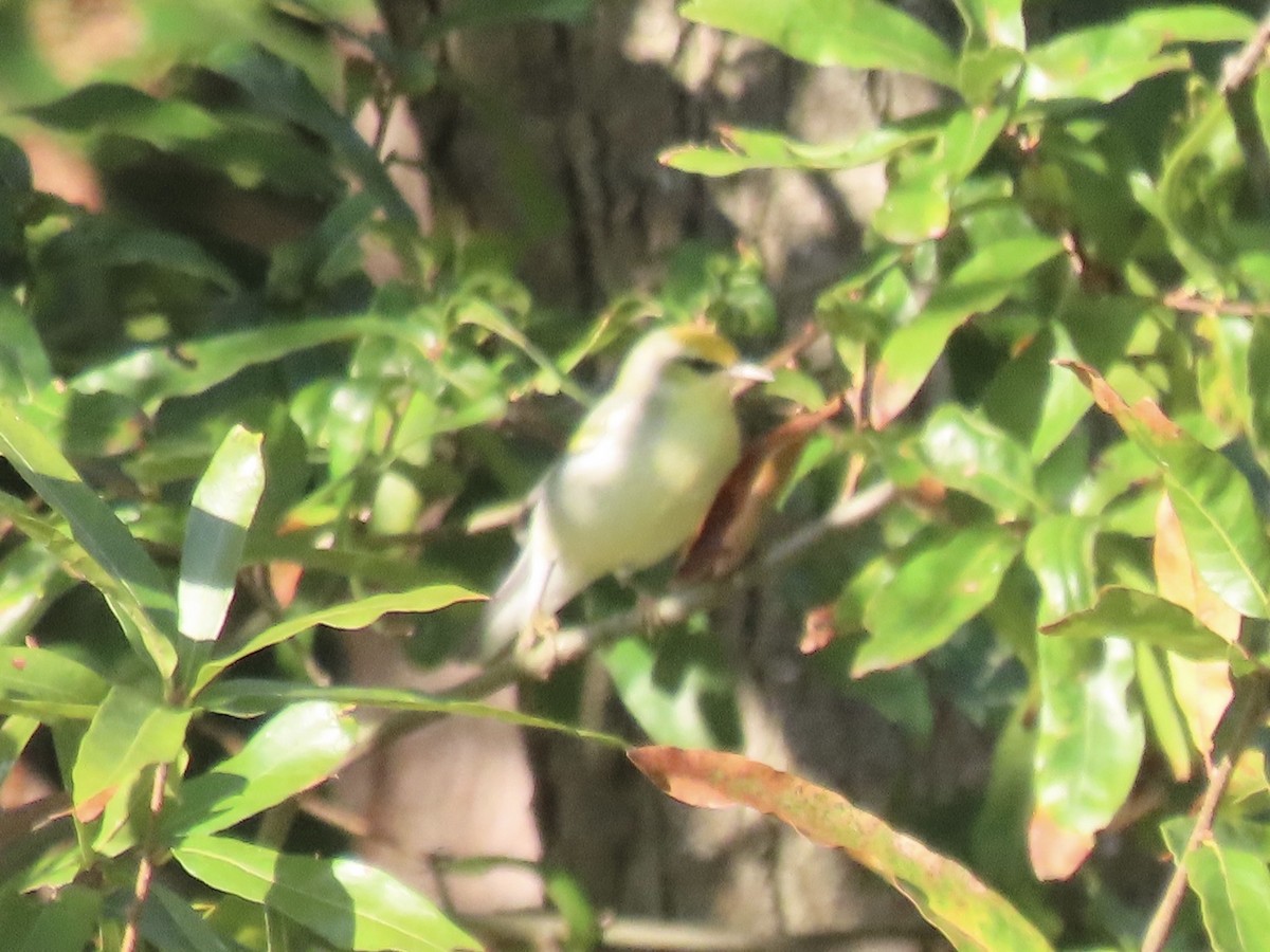 Brewster's Warbler (hybrid) - ML642184991