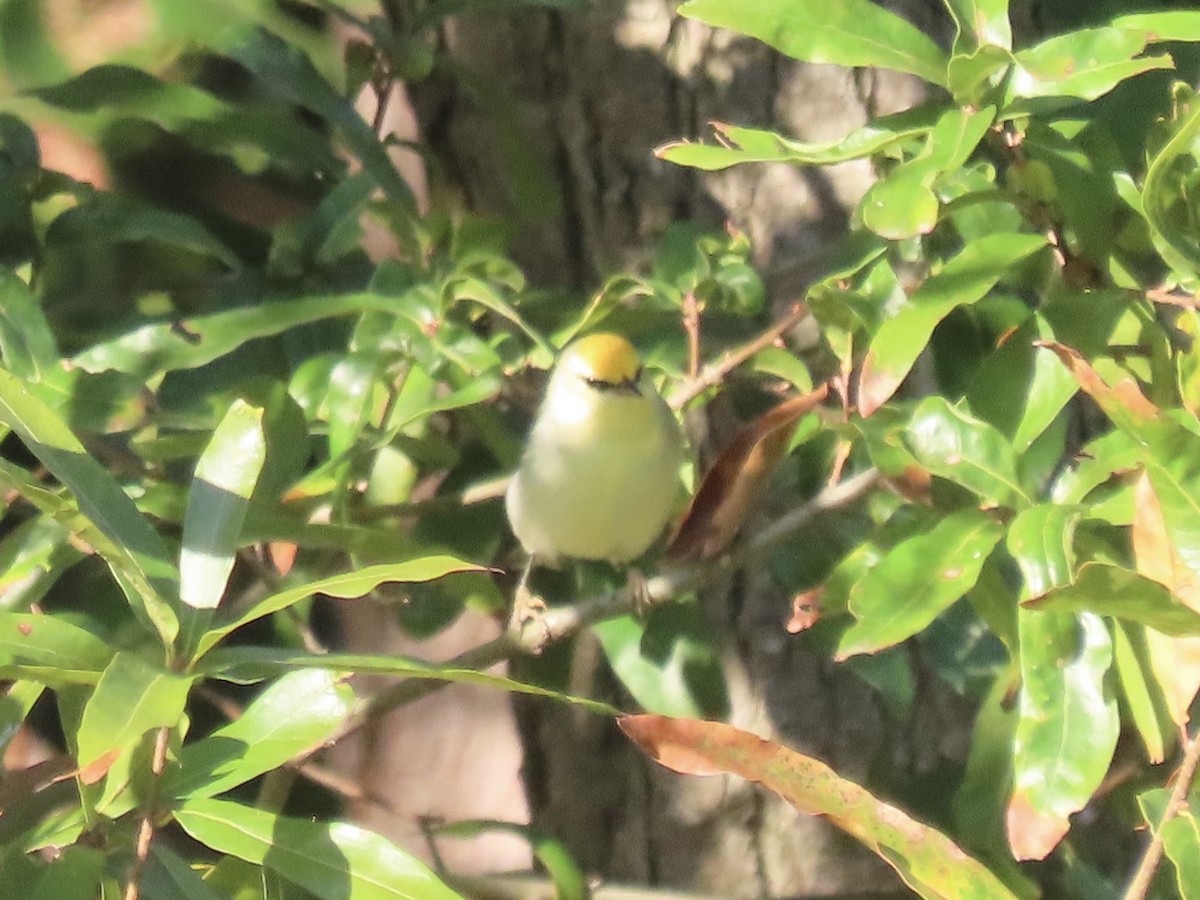 Brewster's Warbler (hybrid) - ML642184992