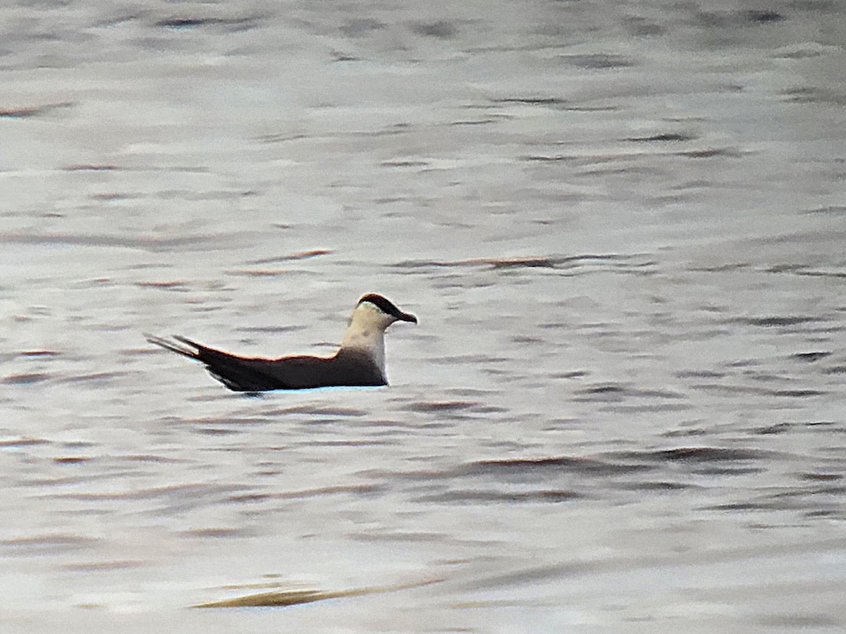 長尾賊鷗 - ML642184993