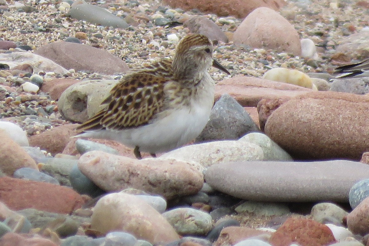 Least Sandpiper - ML642185000