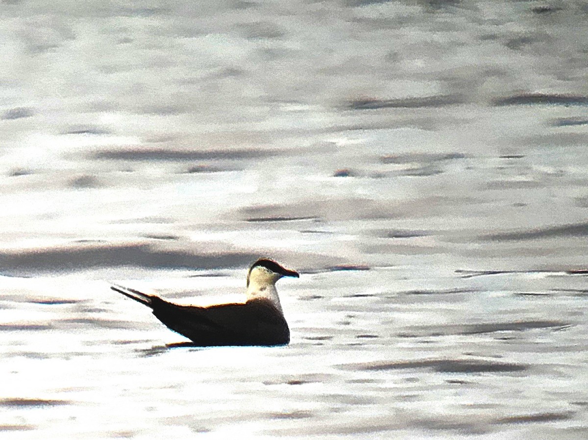 長尾賊鷗 - ML642185002