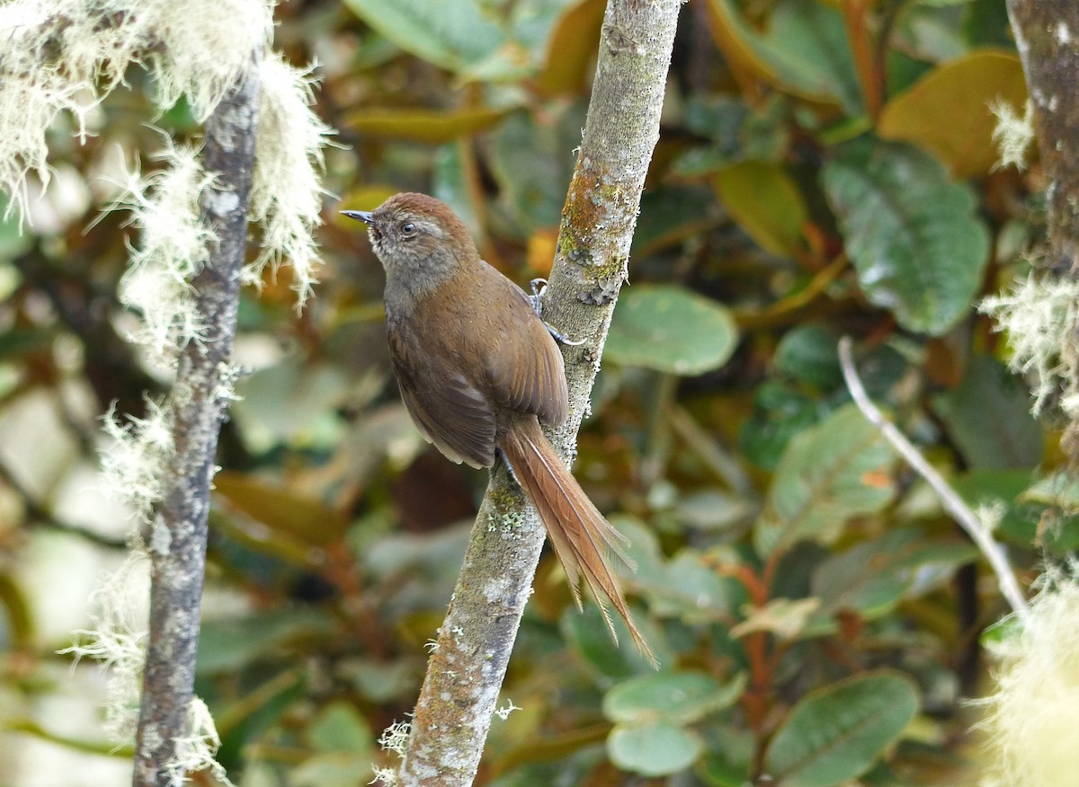 Puna Thistletail - ML642185003