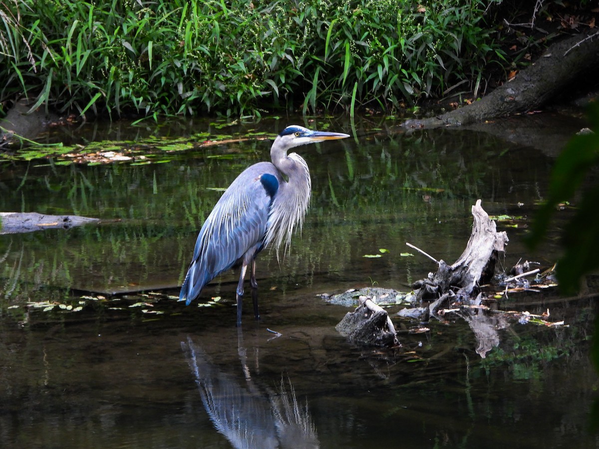 Great Blue Heron - ML642185005