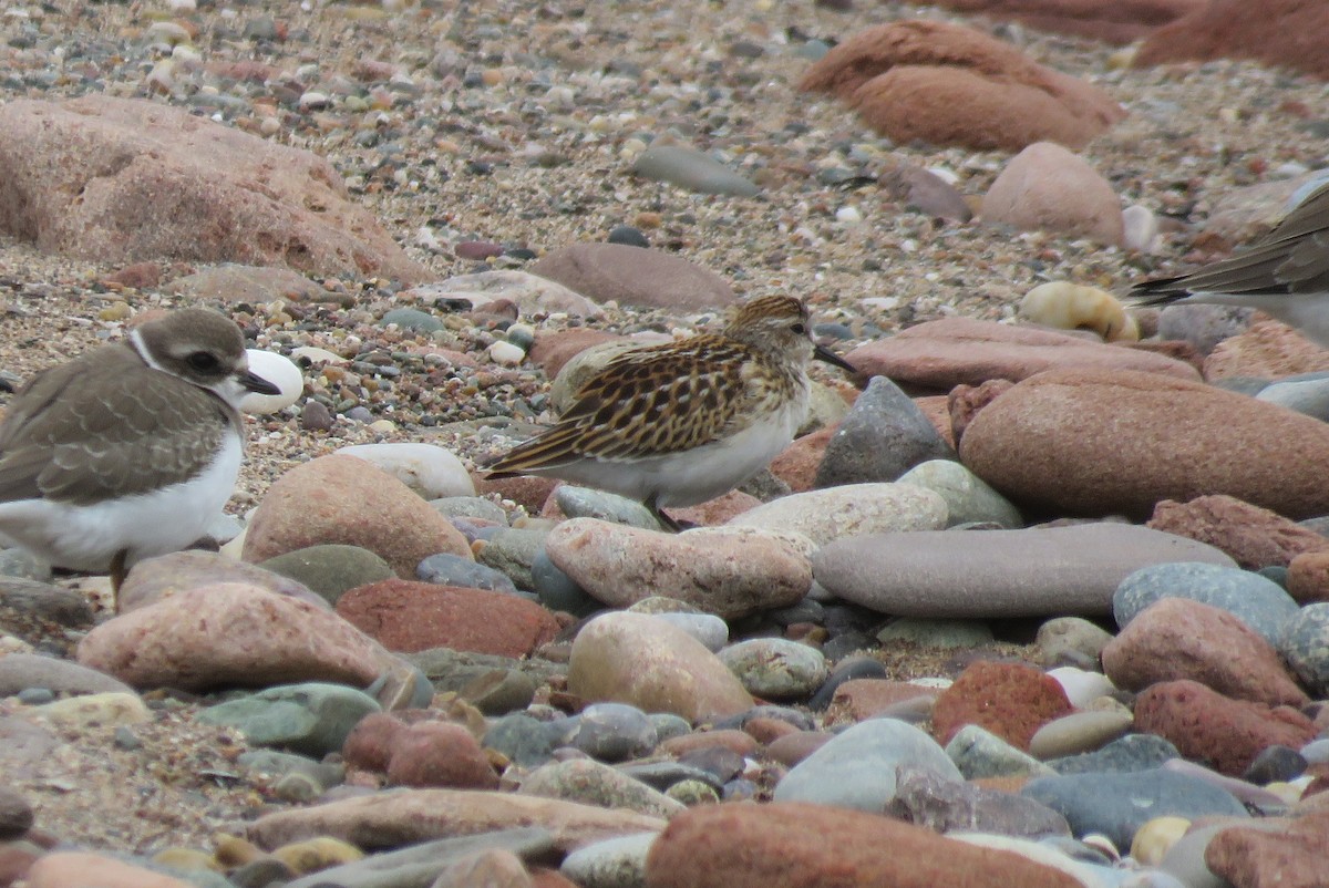 Least Sandpiper - ML642185018