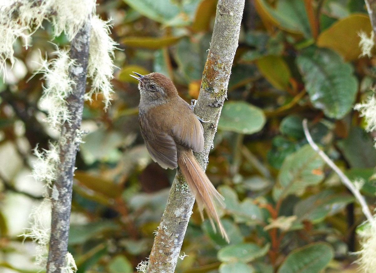 Puna Thistletail - ML642185028