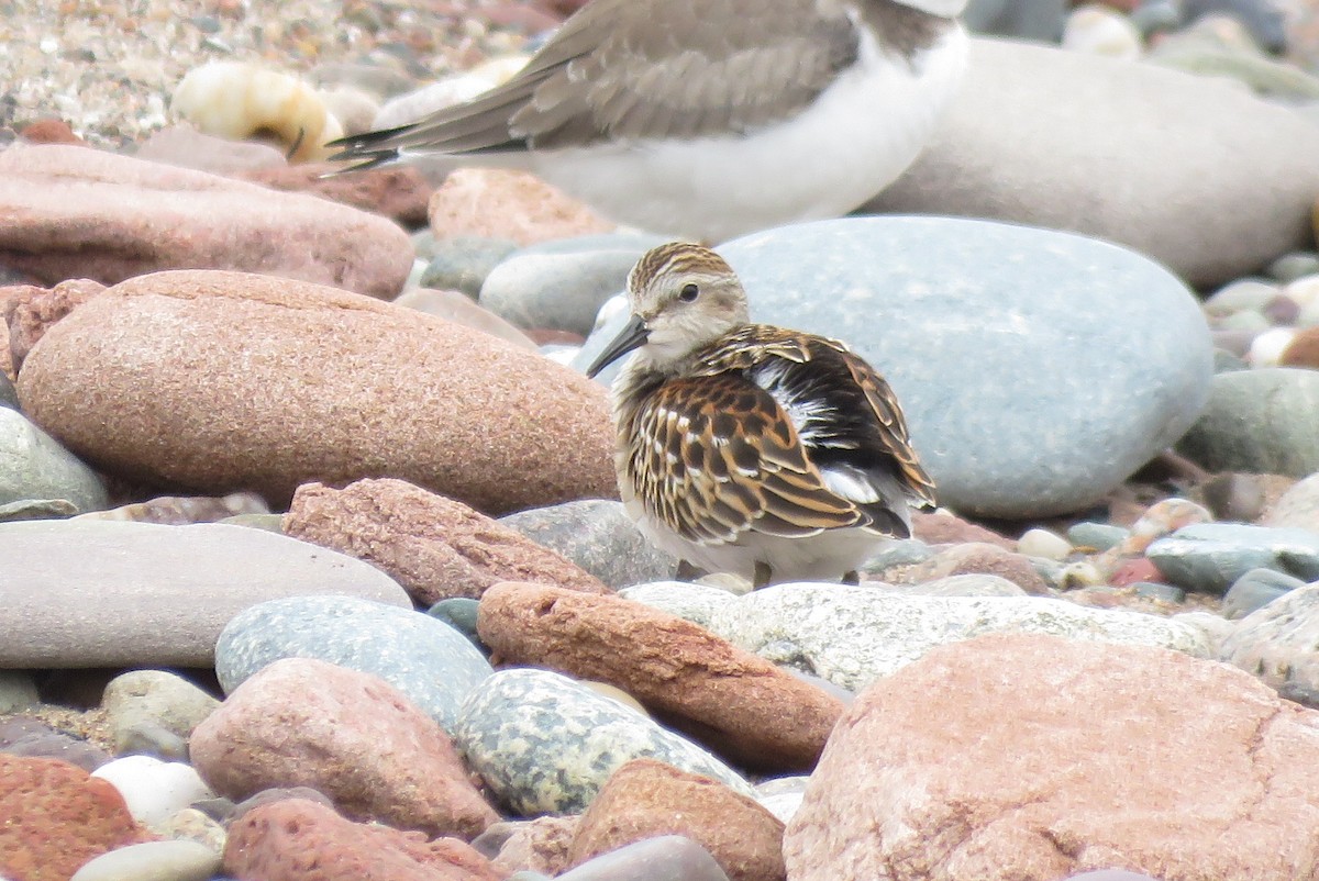 Least Sandpiper - ML642185032