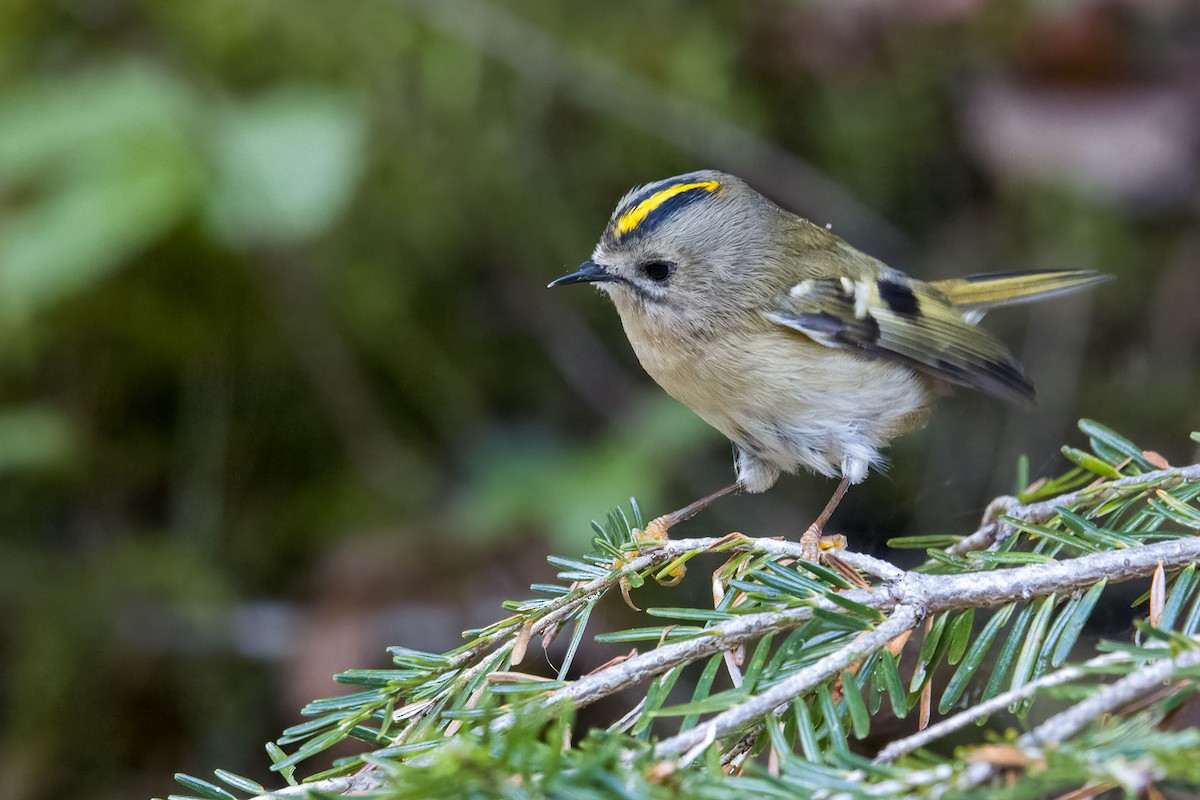 Goldcrest - ML642185037