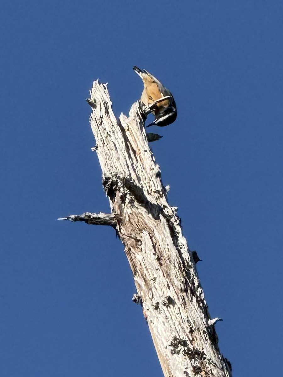 Red-breasted Nuthatch - ML642185052