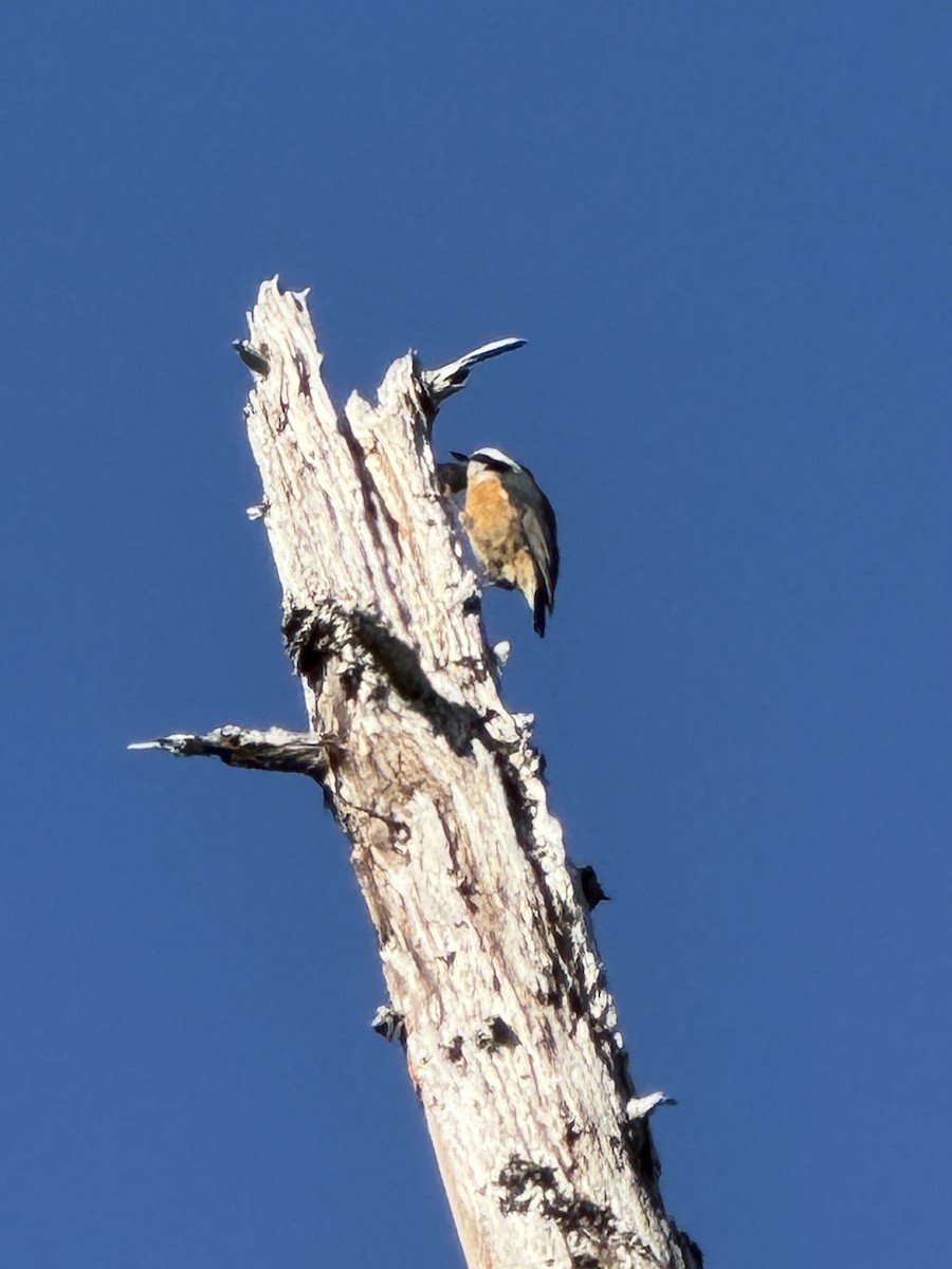 Red-breasted Nuthatch - ML642185053