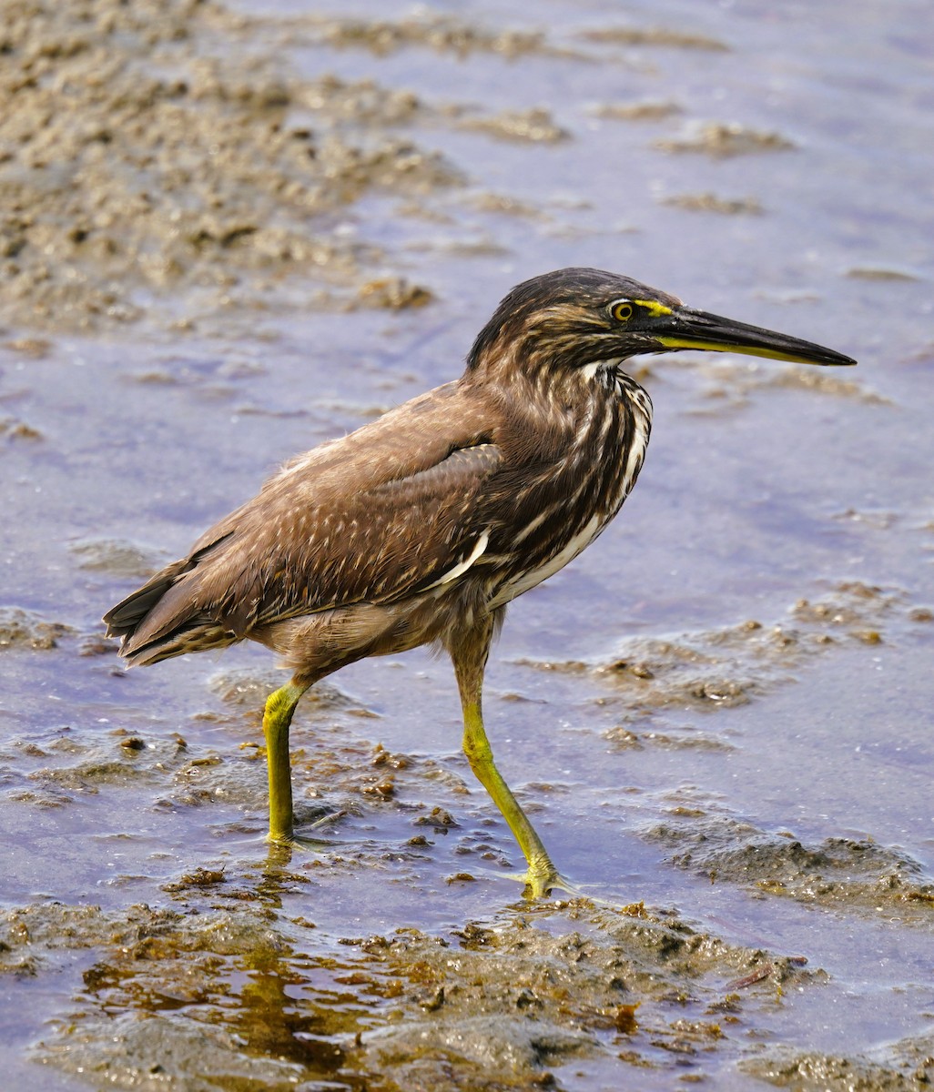 Striated Heron - ML642185066