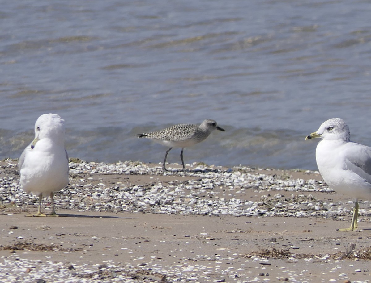 Black-bellied Plover - ML642185070