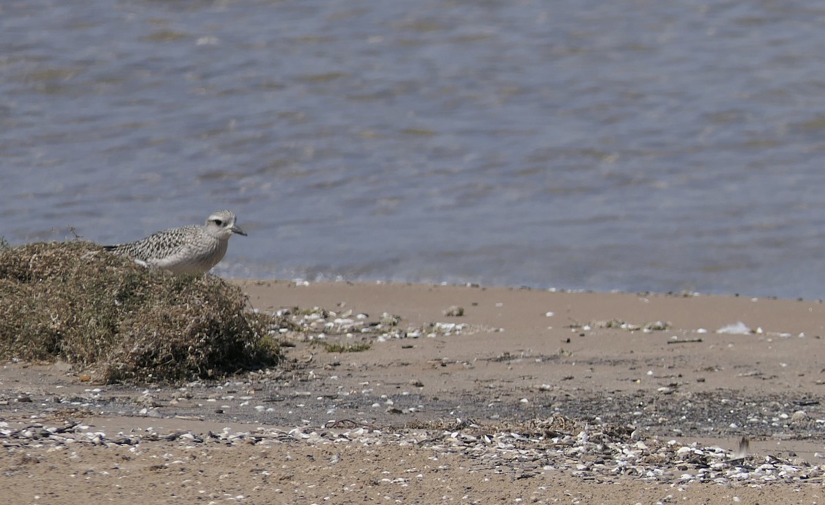 Black-bellied Plover - ML642185071