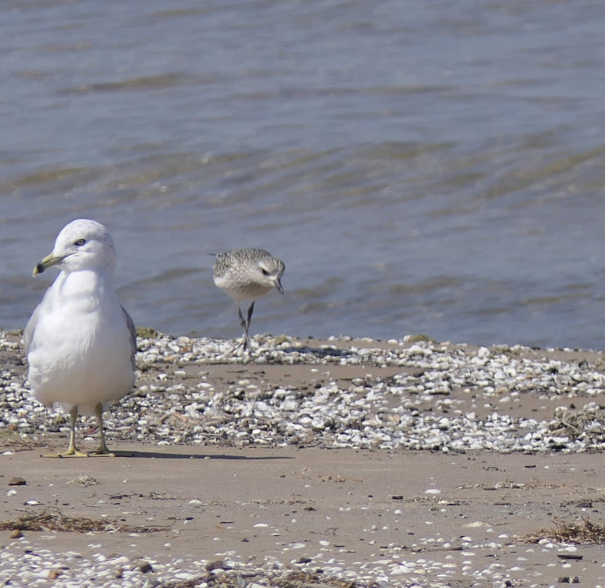 Black-bellied Plover - ML642185072