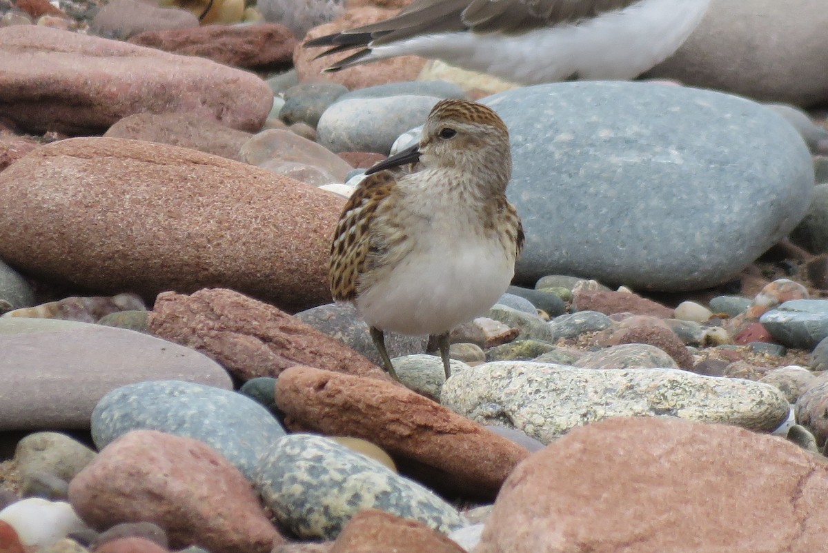 Least Sandpiper - ML642185094