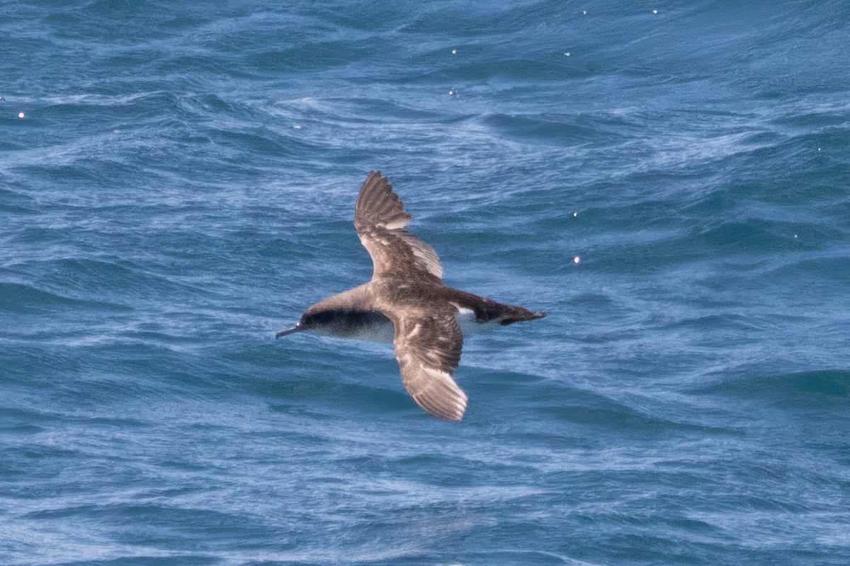 Fluttering Shearwater - ML642185117