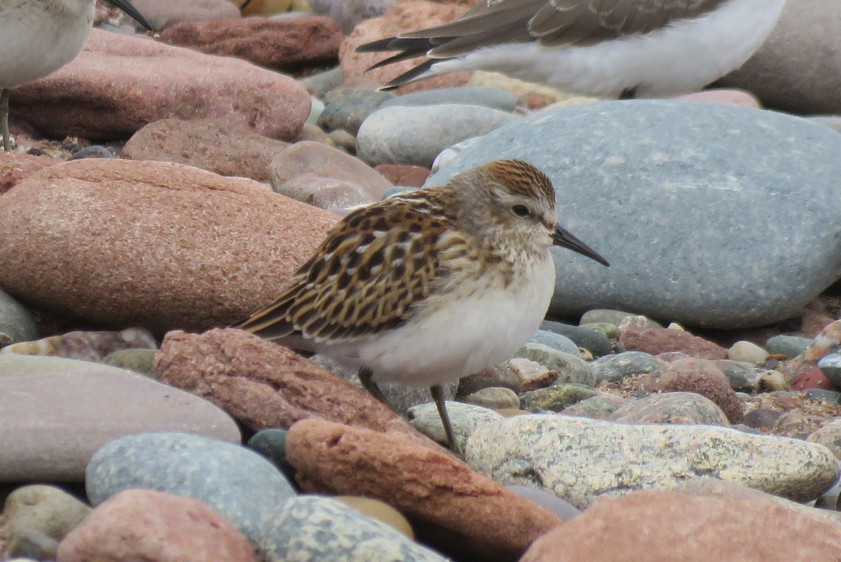 Least Sandpiper - ML642185118
