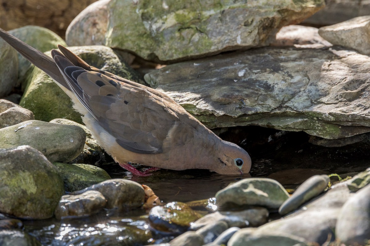 Mourning Dove - ML642185124