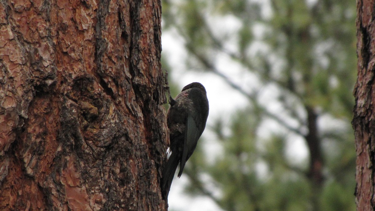 Lewis's Woodpecker - ML642185125