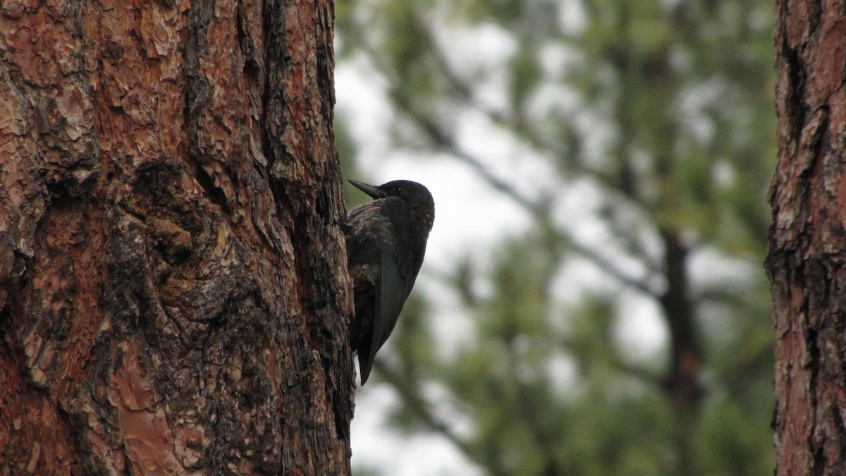 Lewis's Woodpecker - ML642185126