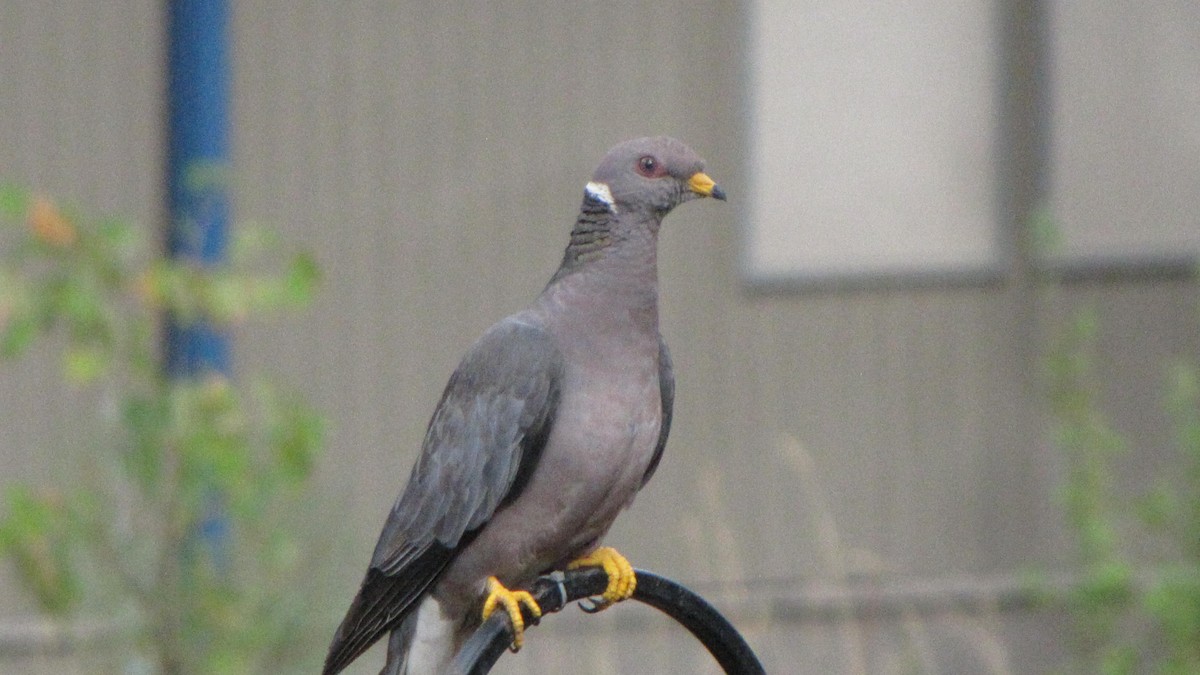 Band-tailed Pigeon - ML642185142