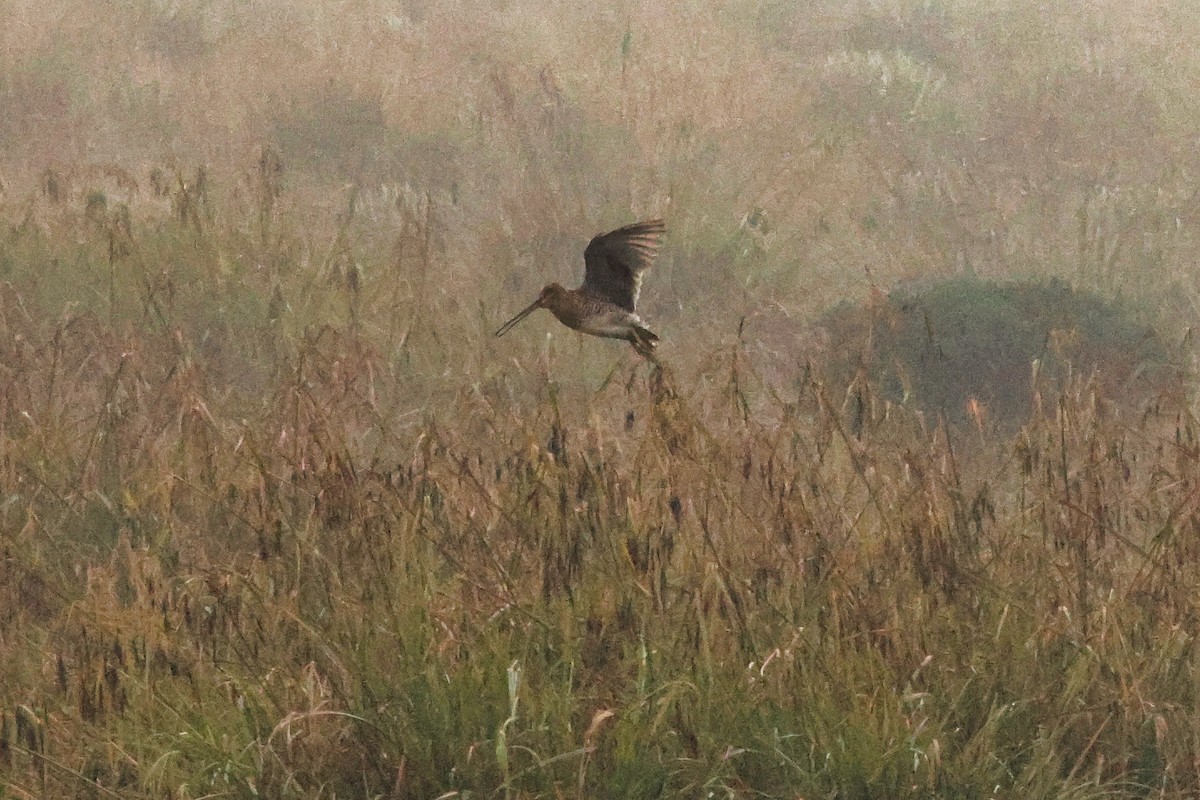 Noble Snipe - ML642185144
