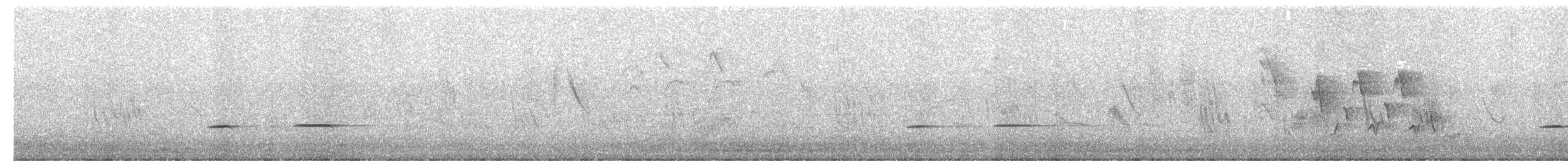 Streifenkuckuck - ML642185153