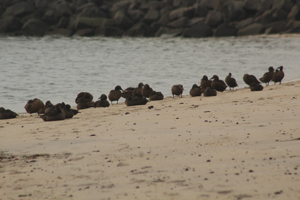 Common Eider - ML642185156