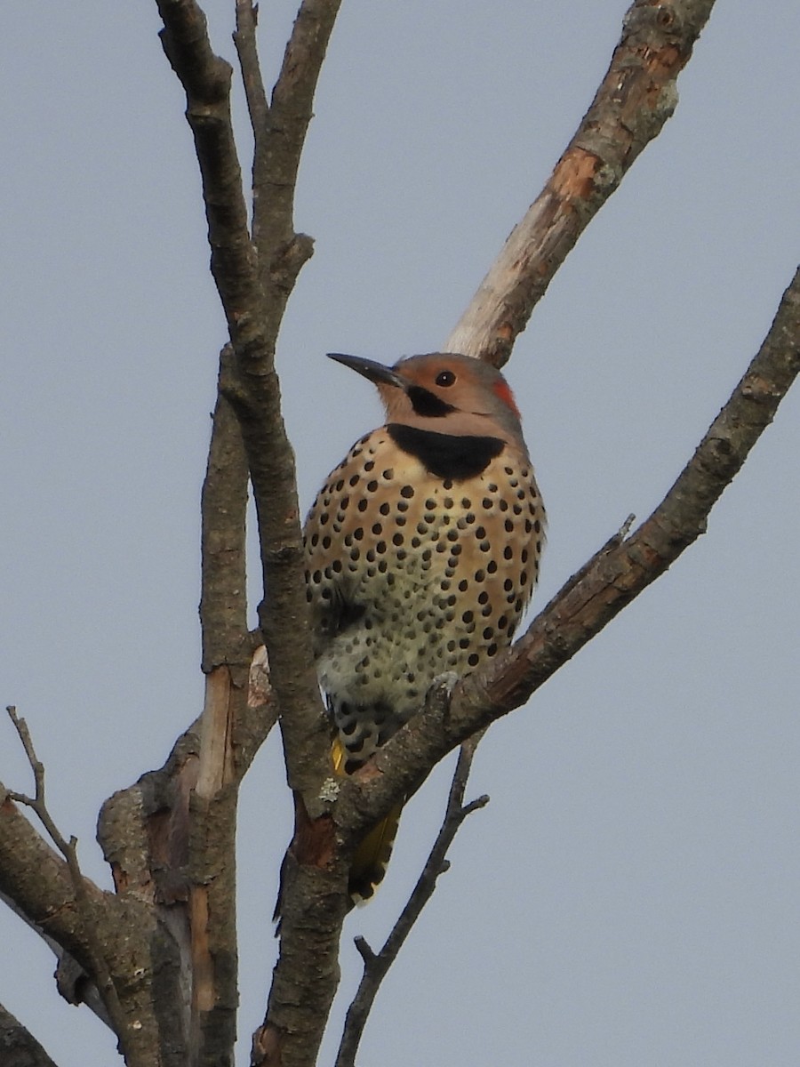 Northern Flicker - ML642185171