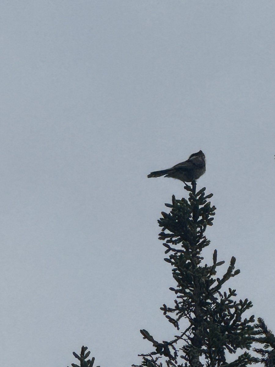 Canada Jay - ML642185185